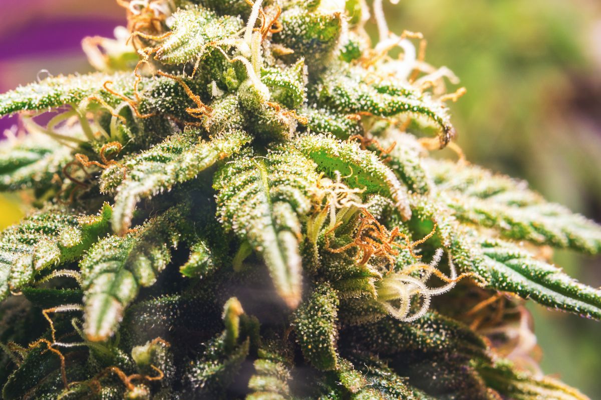 Genetics in Cannabis: Similarities and differences to conventional crops